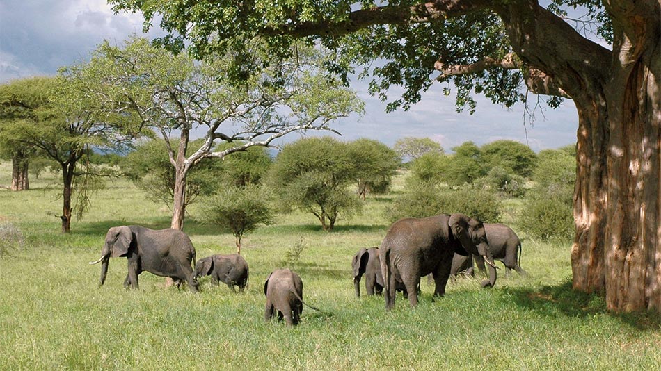 Elephans-feeding-on-grass-Kenya-wildlife