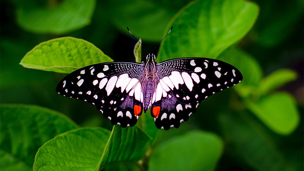 Kipepeo-Butterfly-project-in-kenya