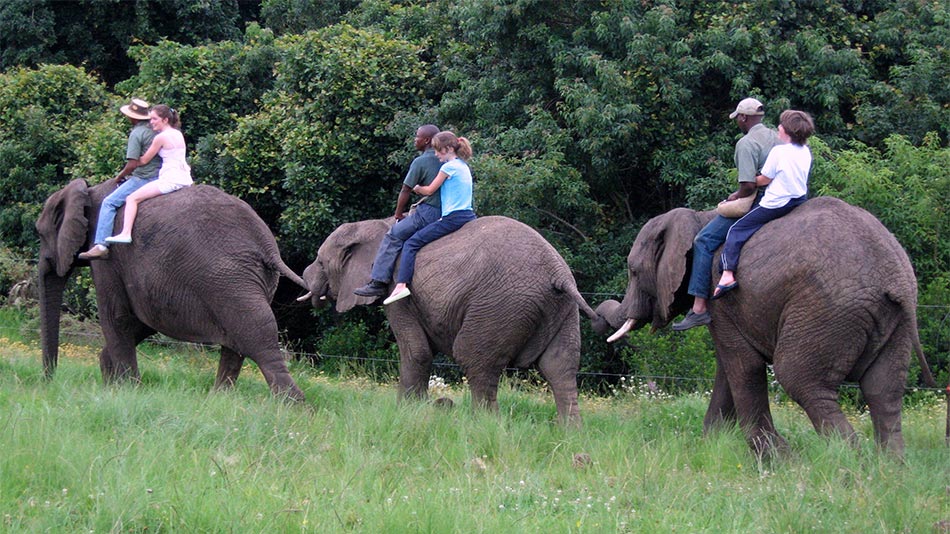 Three elephants carrying a man and a woman each