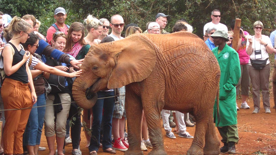 Tourist-touching-elephant-head-in-an-elephant-sanctuary