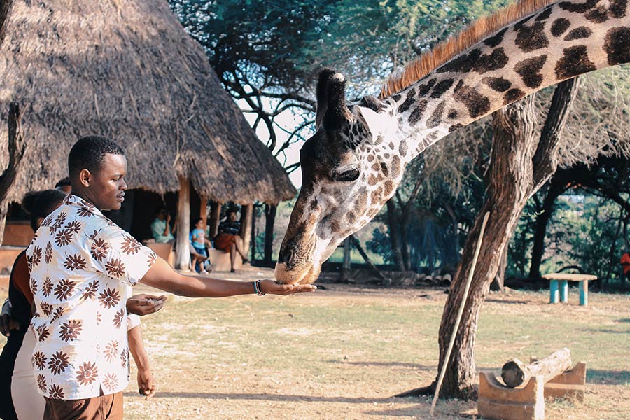 people feeding a giraffe Bomas of Kenya 